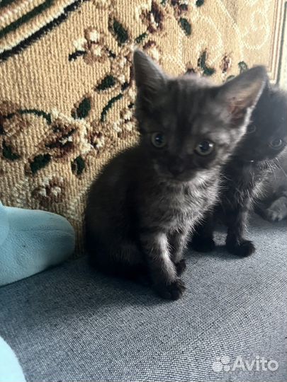 Отдам котят