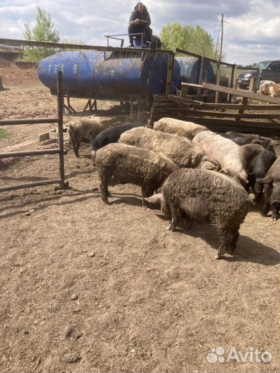 Сельхоз животные