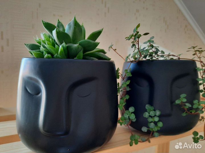 Хавортия ладьевидная суккулент