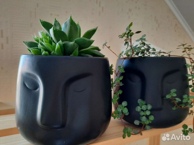 Хавортия ладьевидная суккулент