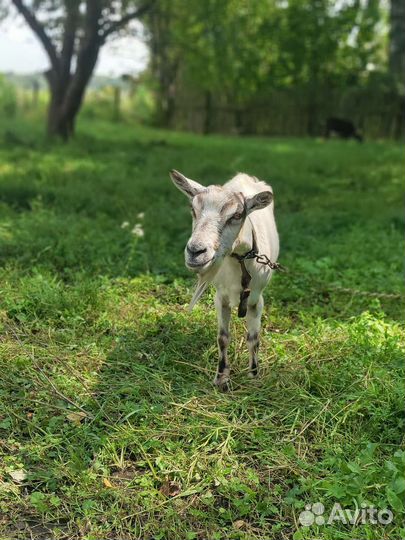 Коза дойная