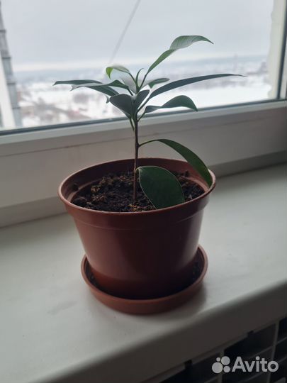 Фикус ретуза