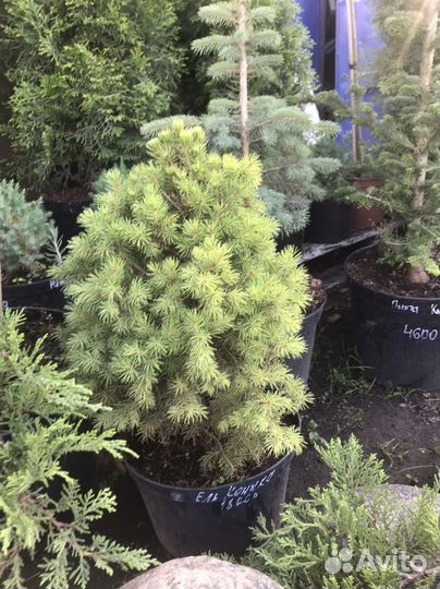 Ель канадская Коника