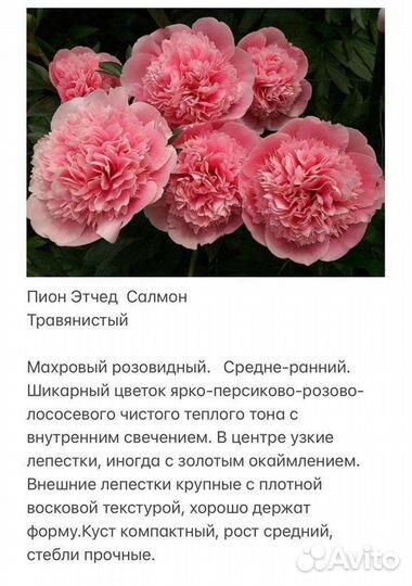 Пион этчед Салмон