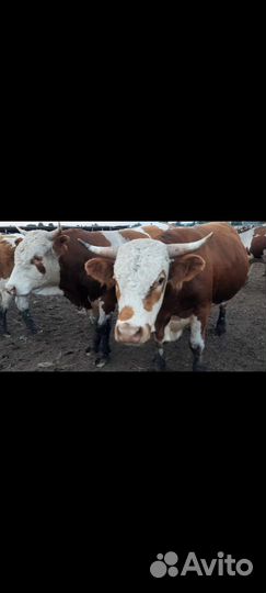 Быки живым весом