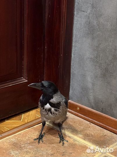 Вороненок ищет дом