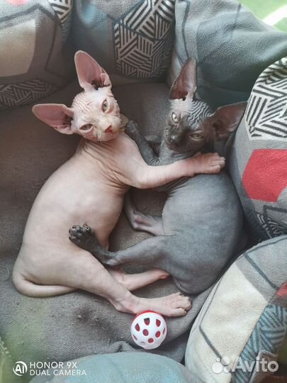 Канадский сфинкс котенок мальчик