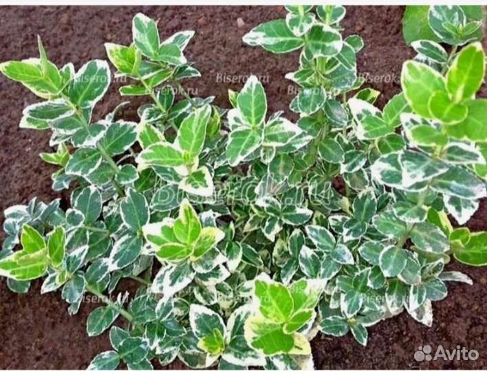 Бересклет Форчуна Emerald Gaiety