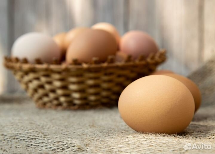 Яйцо домашнее