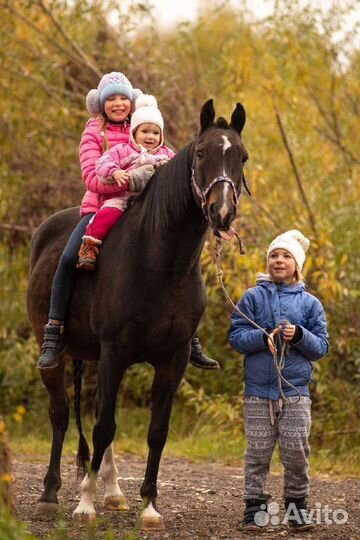 Лошадка и пони на праздник