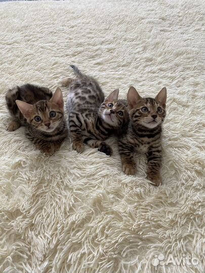 Бенгальские котята