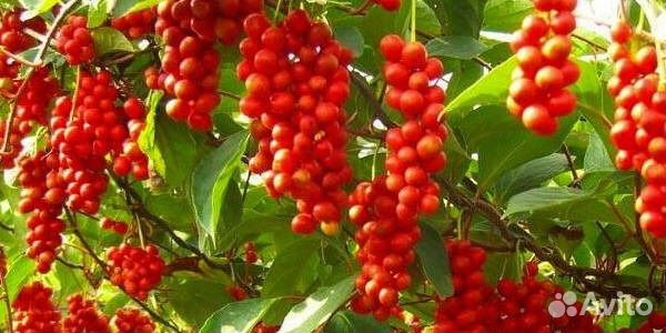 Саженцы Лимонник китайский. Лиана