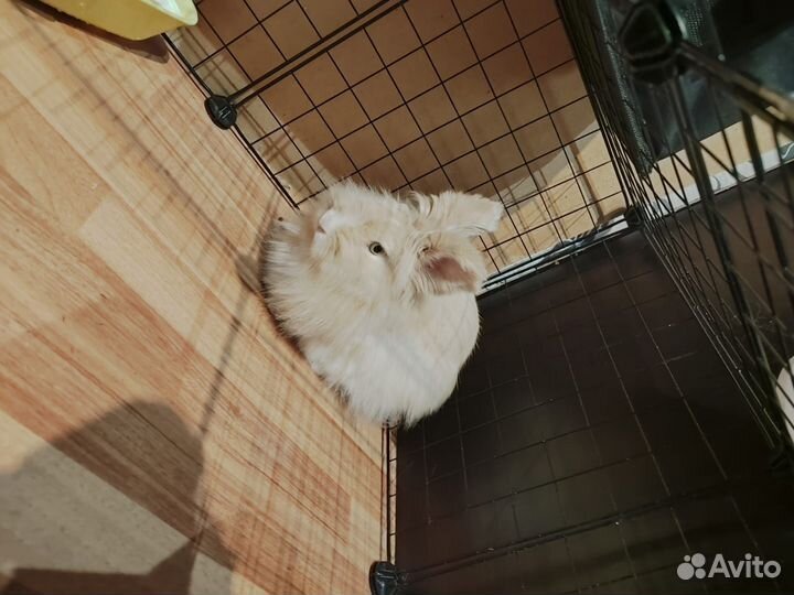 Карликовый кролик