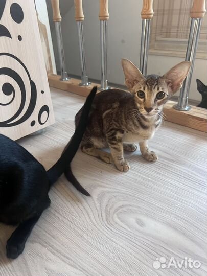 Ориентальные котята
