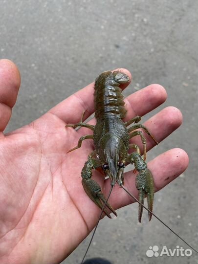 Живые Раки семечки и от 30 до 50гр