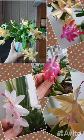 Декабрист шлюмбергера, рипсалидопсисы