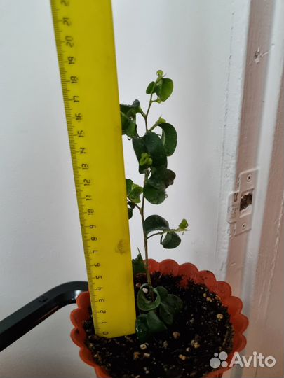 Фикус кучерявый