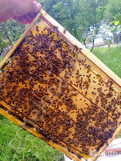 Пчелосемьи*отводки