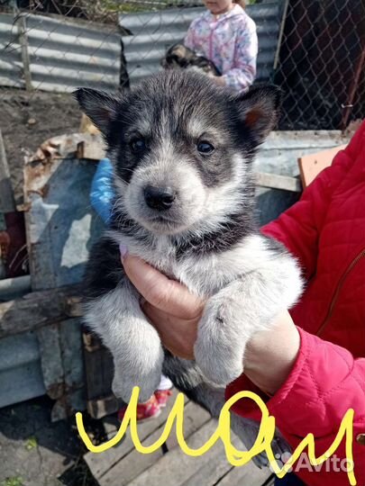 Щенки хаски