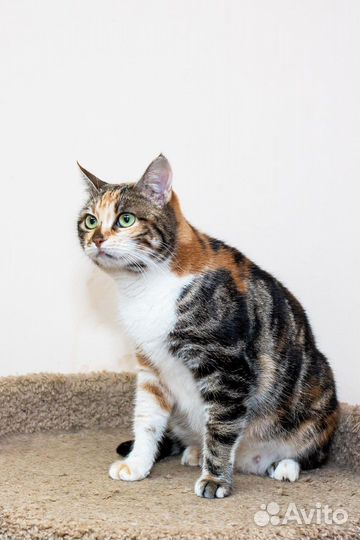 Кошки бесплатно трехцветная кошка на удачу