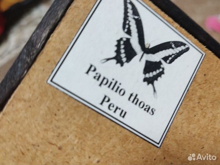 Бабочка под стеклом, картина