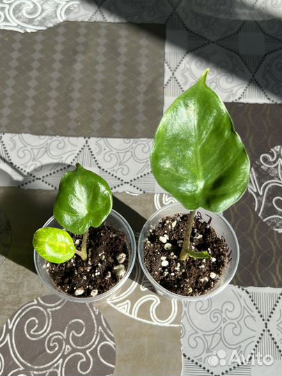 Алоказии жаклин, ниндзя, нью гвинея и т.д