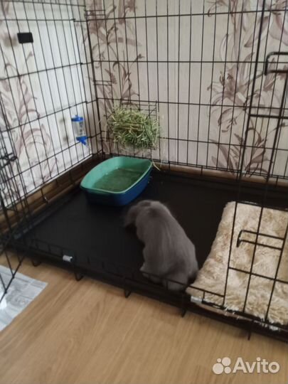 Декоративный кролик минилоп