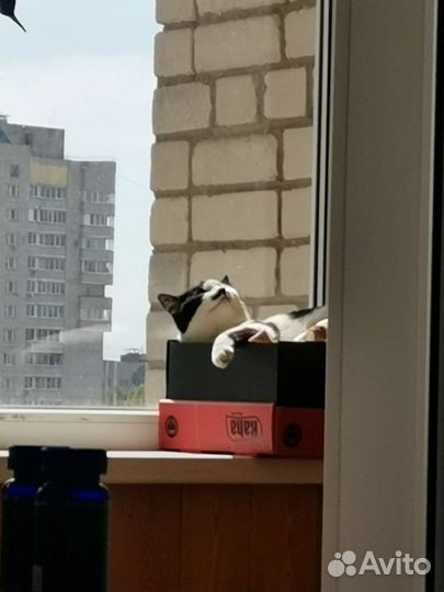 Кот в добрые руки