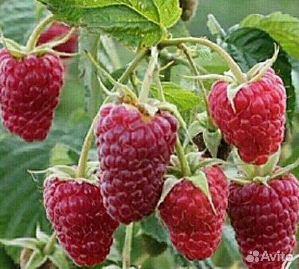 Саженцы малины, Нижегородец,Челябинская,Патриция