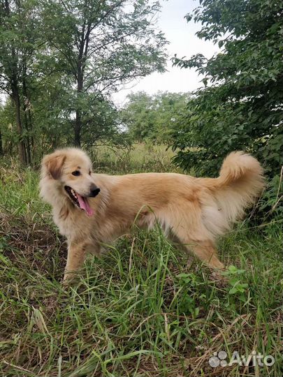 Две собаки друзьяшки в поисках дома