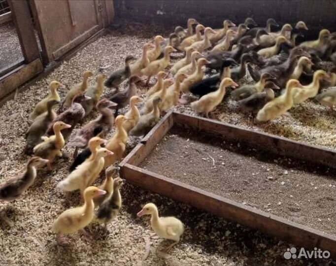 Подрощенные утята Фаворит и Башкирские