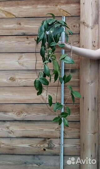 Хойя мясистая (Hoya carnosa) - черенки и взрослые