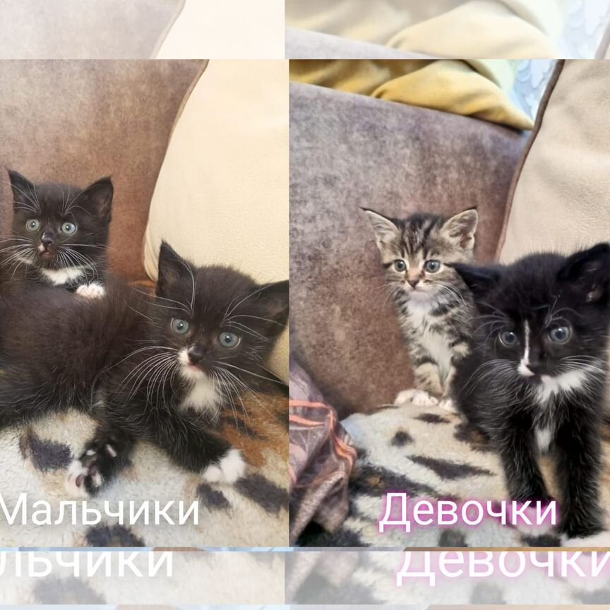 Котята в добрые руки бесплатно