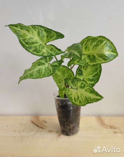 Сингониум Арроу