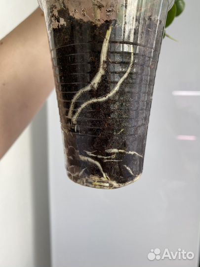 Фикус Барок