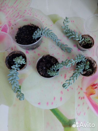 Седум моргана Суккуленты, Замиокулькас Долларовое