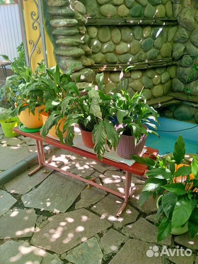 Комнатные цветы