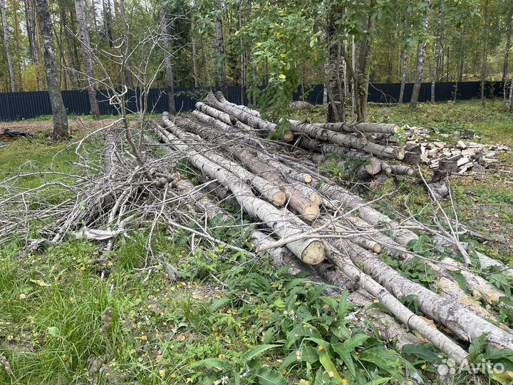 Дрова бесплатно самовывоз (стволы осины)