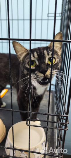 Кошечка в добрые руки