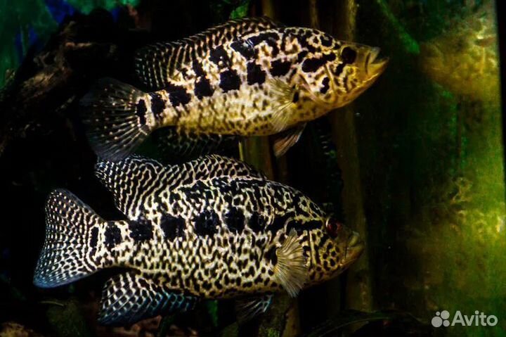 Аквариумные рыбки