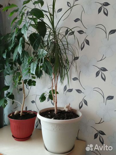 Комнатные цветы