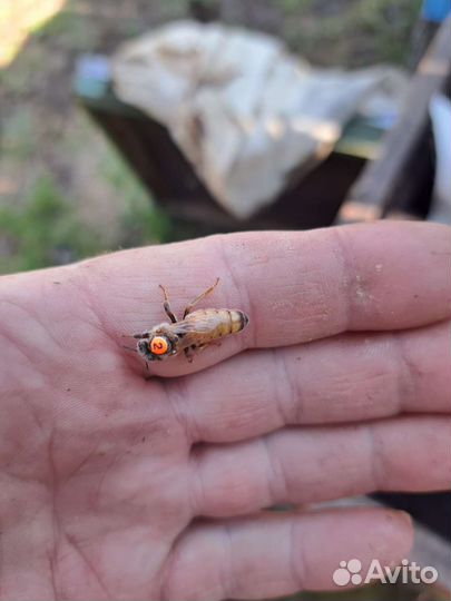 Пчеломатки Бакфаст на 2023 год