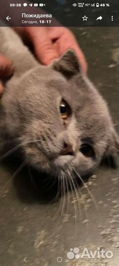 Британский кот