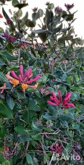 Садовые растения