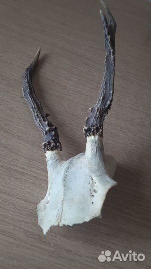 Рога косули