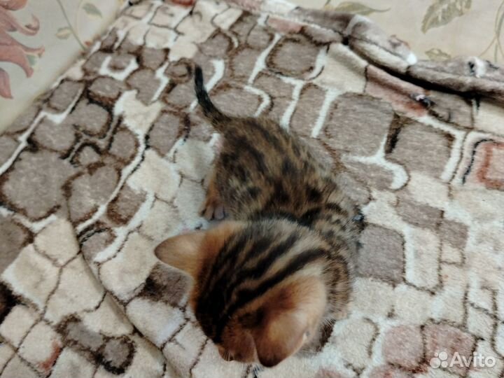 Бенгальские котята