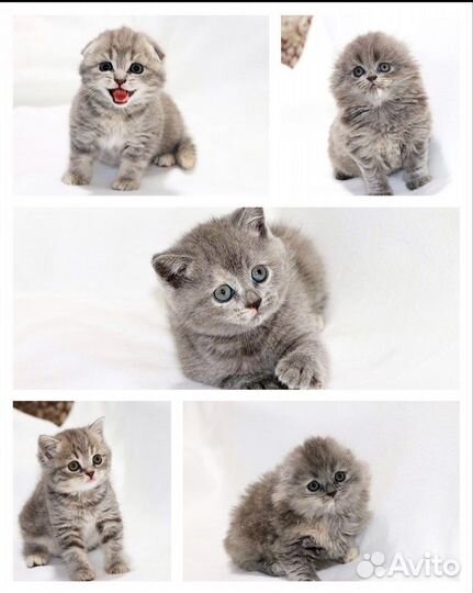 Вязка британец