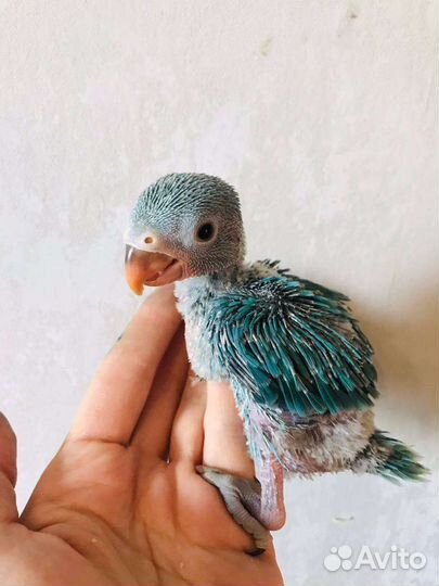 Ожереловые попугаи птенцы