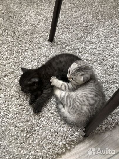 Шотландские котята
