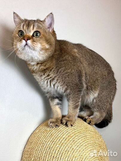 Когтеточка-полусфера, Woolen